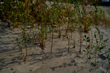green reeds growing on the river bank