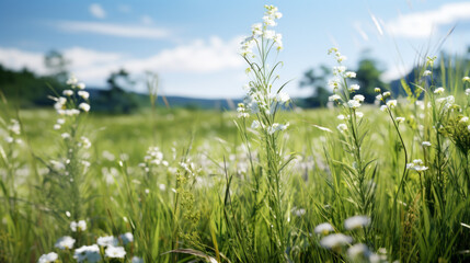 Obraz premium A lush, green meadow filled with tall grass and wildflowers 