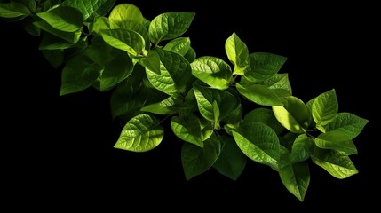 photo with illustration of tropical leaves on black background