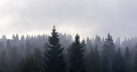 Foggy spruce forest trees. Panoramic landscape. Mountain hills foggy woodland. Dramatic mood.