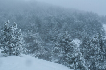 Winter snow whirlwind on the way up the mountains. Beautiful natural landscape. Fresh cold air. Icy trees.