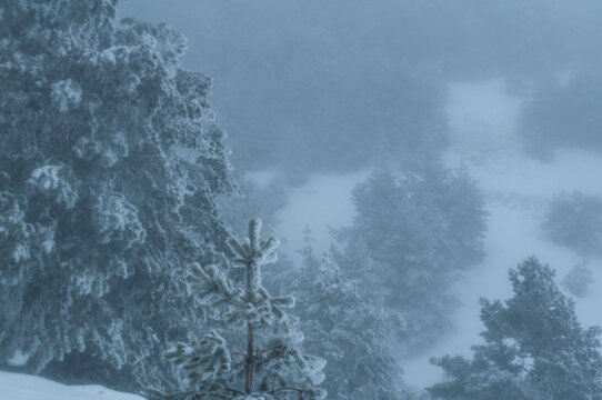 Winter snow whirlwind on the way up the mountains. Beautiful natural landscape. Fresh cold air. Icy trees.