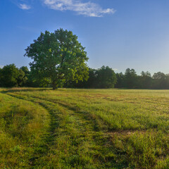 an oak tree standing alone in a field early in the morning at dawn against the backdrop of the forest