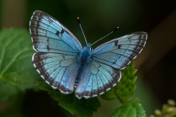 adorable azure butterfly. Generative AI