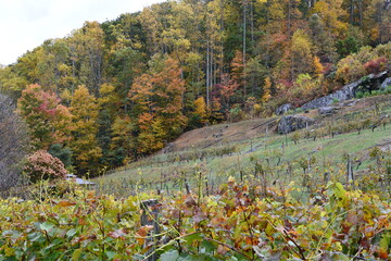 Mountain vineyard
