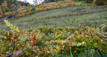 Fall at the vineyard