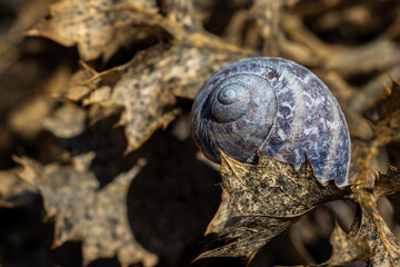 Snail shell between dry leaves.