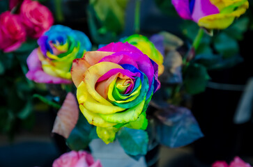 colorful rose in the garden