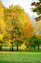 autumn trees in park