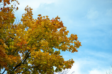 autumn leaves against blue sky