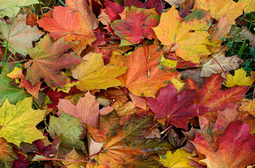 autumn leaves background
