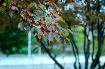 autumn leaves on the tree