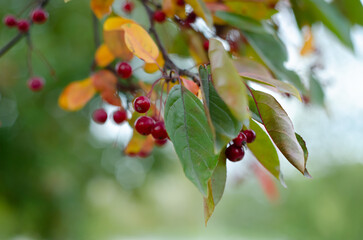 red berries on a branch