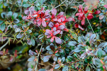 red and yellow flowers