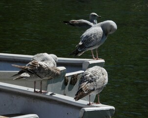 Several seagulls stand on white boats