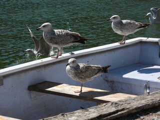 Several seagulls stand on white boat