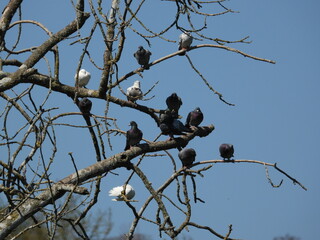 A group of pigeons sits on leafless branches against a blue sky background