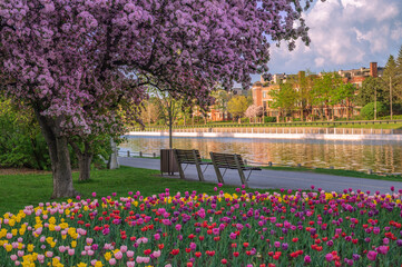 Tulips and cherry blossoms during the Canadian Tulip Festival, recreational path, with townhouse condominiums across the Rideau Canal, Ottawa, Ontario, Canada. Horizontal photo taken in May 2022.