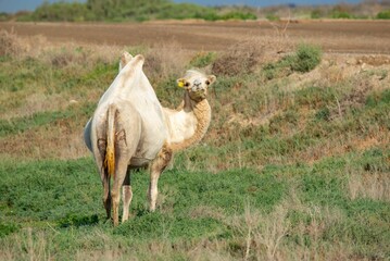 A white lonely camel walks on the steppe