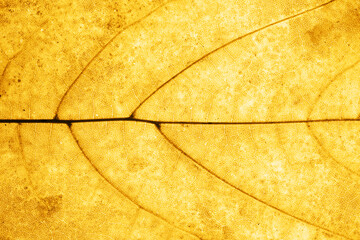 Autumn leaf background. Vibrant golden color natural veins texture. Closeup macro orange fall pattern. Natural autumn season texture. Yellow nature fall season.