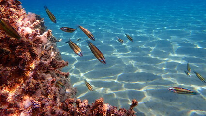 Ornate wrasse (Thalassoma pavo) undersea, Aegean Sea, Greece, Halkidiki - obrazy, fototapety, plakaty