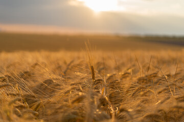 wheat growing outdoors, wheat field