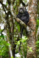 Blue Monkey sitting on a branch amongst foliage in the Arusha National Park in Tanzania