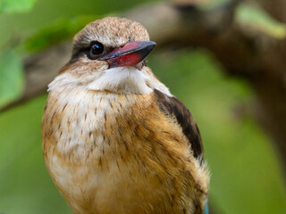 Brown-hooded Kingfisher sitting on dry tree branch