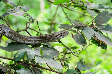 Rock python wrapped around tree trunk and branches
