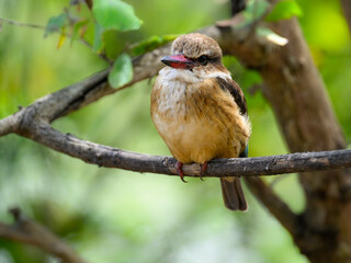 Brown-hooded Kingfisher sitting on dry tree branch