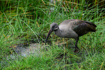 Hadada Ibis foraging on the pond, closeup portrait