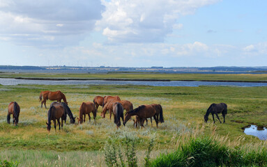 A group of brown horses on the wetlands at the Poel Island, Germany