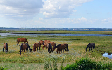 Naklejka na ściany i meble A group of brown horses on the wetlands at the Poel Island, Germany