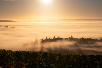 Morning sun glows atop a bank of fog in the valley below, tips of trees show, hilltop vineyard in gold glows in the light.