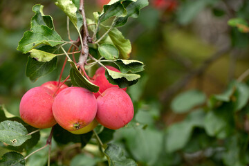 Ripe juicy apples on a branch. Orchard, farm, harvest.