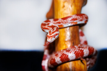 Albino corn snake - (Pantherophis guttatus)