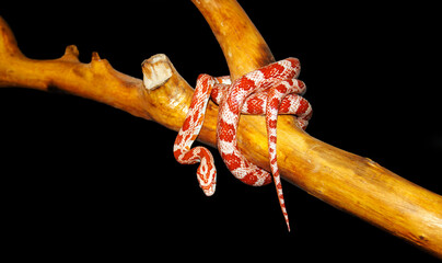 Albino corn snake - (Pantherophis guttatus)