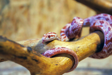 Albino corn snake - (Pantherophis guttatus) - obrazy, fototapety, plakaty