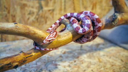Albino corn snake - (Pantherophis guttatus)