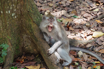 Sacred Monkey Forest Sanctuary, Ubud, Bali, Indonesia