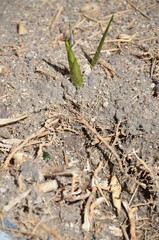 Elimination of bamboo: multiple roots intertwined in the ground and young shoots.