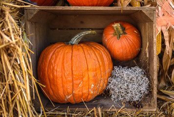 Autumn Composition: Flat lay of pumpkins in a wooden crate against a hay background with a touch of small corn and Calocephalus