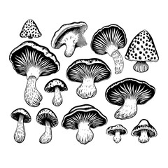 Mushroom forest morel truffle toadstool Fly agaric White Mushroom Aspen