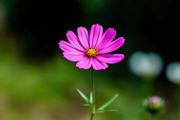 Obraz premium An abstract close-up of a three-colored blossom, featuring a combination of pink, purple, and white petals, photographed against a black background, creating a visually intriguing and harmonious compo