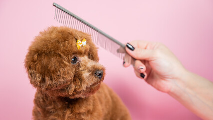 Woman combing a mini poodle on a pink background. 