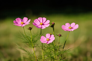 Fototapeta premium A captivating close-up of a four-colored blossom, featuring a combination of blue, purple, pink, and white petals, set against a natural background, showcasing the delicate textures and captivating be