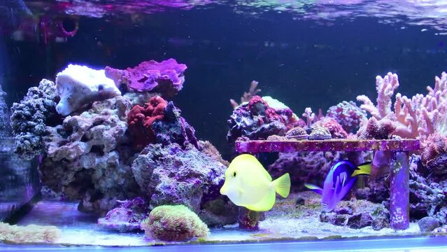 Blue surgeonfish Paracanthurus hepatus, also known as the blue tang swiming in marine aquarium also Zebrasoma flavescens - Yellow Tang is there and lots of corals.