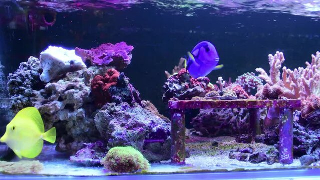 Blue surgeonfish Paracanthurus hepatus, also known as the blue tang swiming in marine aquarium also Zebrasoma flavescens - Yellow Tang is there and lots of corals.
