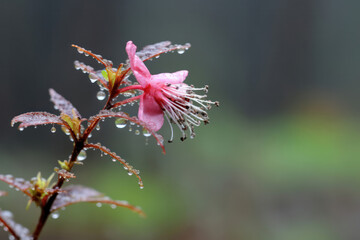 A carefully arranged close-up of a three-colored blossom, featuring a mix of pink, blue, and white petals, captured against a natural background, creating a serene and balanced compositio