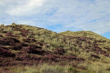 Heidelandschaft auf der Insel Sylt 